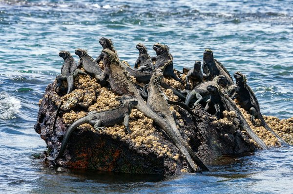 Quelle croisière propose des excursions pour découvrir les îles Galápagos avec des naturalistes experts?