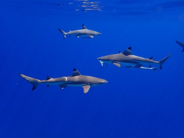 Quels sont les meilleurs spots pour une expédition de plongée avec les requins en Afrique du Sud : équipements et conseils ?
